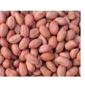 GROUNDNUT