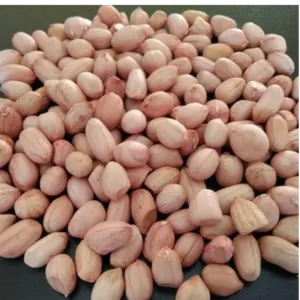 GROUNDNUT - Image 2