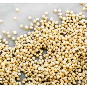 SORGHUM - Image 2