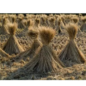 RICE STRAW - Image 2
