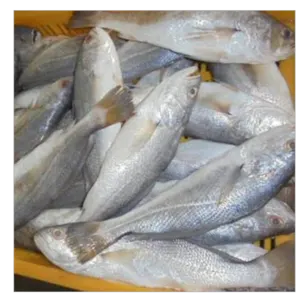 CROAKER FISH