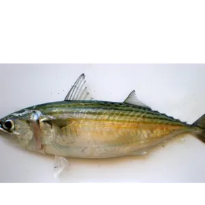 Indian Mackerel