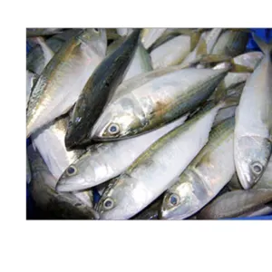Indian Mackerel - Image 2
