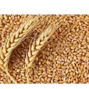 WHEAT GRAINS by R S BROTHERS LLC