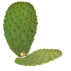 Prickly Pear leaf by Fazcom