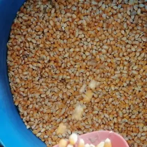 Yellow Corn for Animal Feed /Yellow corn for consumption by kertland KFT