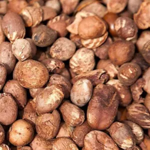 Shea Nuts