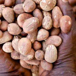 Shea Nuts - Image 2