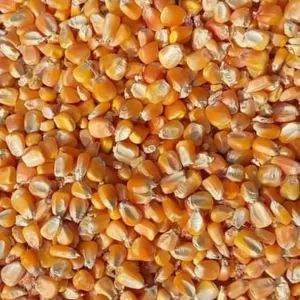 Maize by Eknath Exports