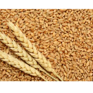 Wheat by Msb overseas
