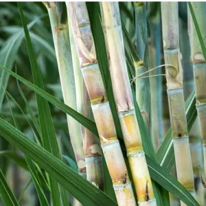 sugarcane by Growing Global Enterprises