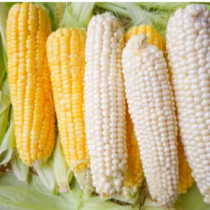corn