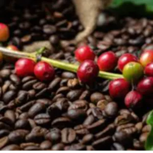 Coffe Arabica And Robusta by BSB COMMODITIES CONSULTORIA E INTERMEDIAÇÃO LTDA