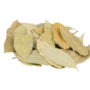 laurel leaves by Egyblends