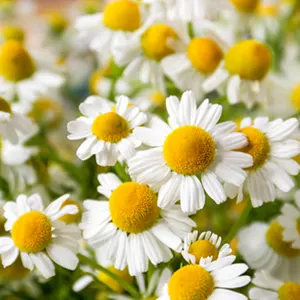 chamomile by Egyblends