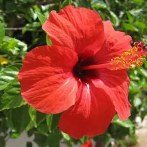 hibiscus