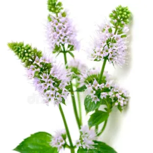 peppermint