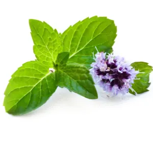 spearmint