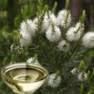 Cajeput Oil by CV. Aromatik Jaya