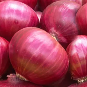onion by KK Enterprise
