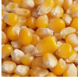 YELLOW CORN GMO by Amg empire invest