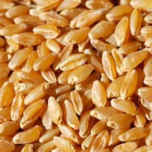 DURUM WHEAT by Amg empire invest