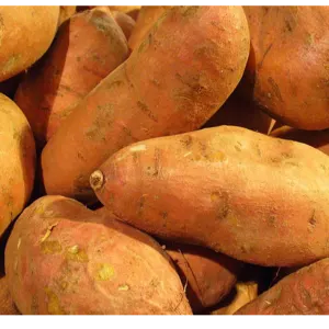 SWEET POTATO by MARURAS HAVEN LTD