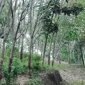 Rubber Plantation