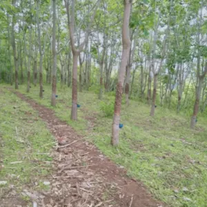 Rubber Plantation - Image 4
