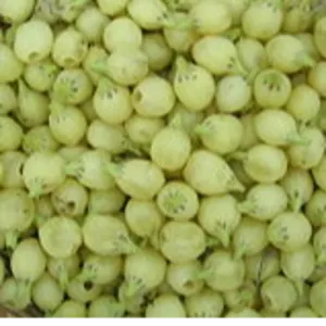 Madhuca longifolia