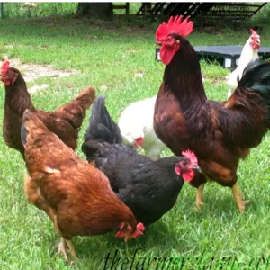 free range chicken by Endo Inc