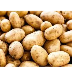 Potato