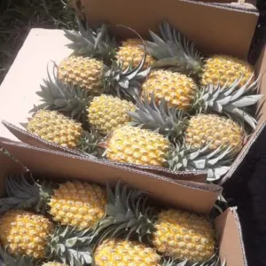 Pineapple honey by Global inti indo
