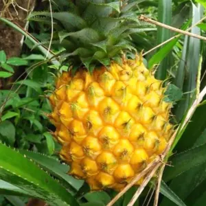 Pineapple honey - Image 2
