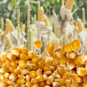 Feed Corn by South Point Imex Sdn. Bhd.