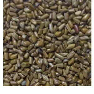 Cassia Tora