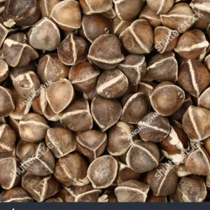 Moringa seeds and leaves - Image 2