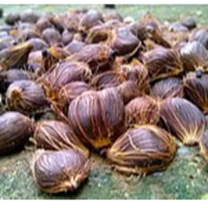 Palm kernel by Freezone Concepts Ltd