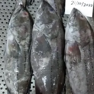 Reef Cod (EPINEPHELUS DIACANTHUS)