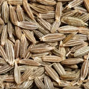 Cumin Seed by HELLARY IMPORT & EXPORT PVT LTD