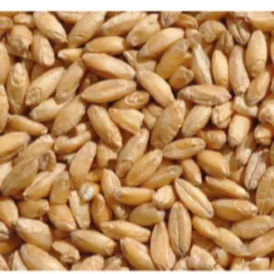 Wheat (3Rd, 4Th And 5Th) Classes by LLC  ANTARES