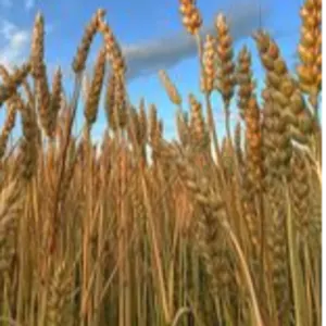 Wheat (3Rd, 4Th And 5Th) Classes - Image 2