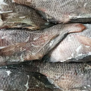 Frozen Black Tilapia WR Net Weight 100% Clean Competitive Price For Wholesale by Tanis Imex Co., Ltd