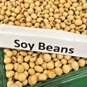 Soya Bean Non-Gmo (Brazilian) by Asia Africa Global Alliance Pte Ltd