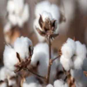 Cotton by ONJA Trade International Ltd.