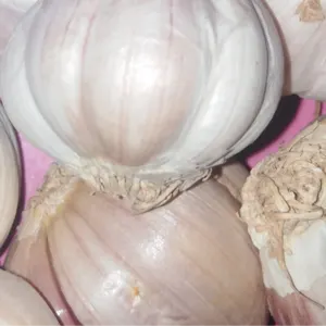 Garlic by Moccannor Nigeria Limited