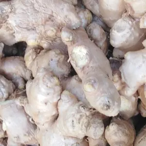 Ginger by Moccannor Nigeria Limited