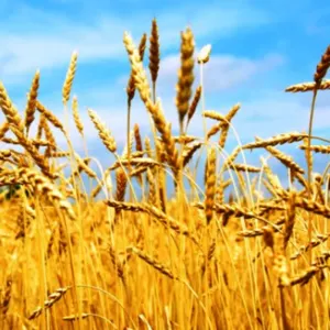 Wheat - Image 2