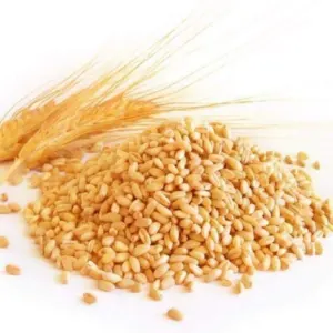 Wheat - Image 3