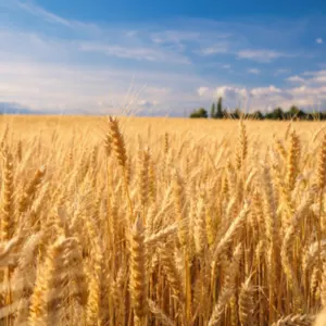 Wheat - Image 5